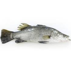 Barramundi