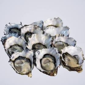 Pacific Oysters