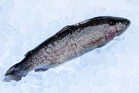 Rainbow Trout - Fillets