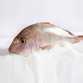 Snapper - Medium OPC