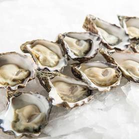 Sydney Rock Oyster