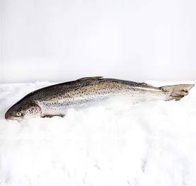 Atlantic Salmon ( 3 - 4kg ) Tasmanian