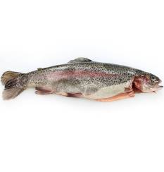 Rainbow Trout