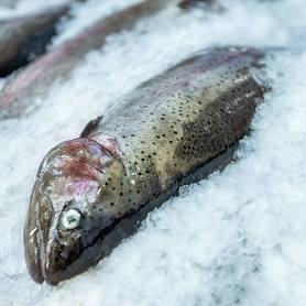 Ocean Trout