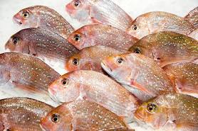 Snapper - Plate Size OPC