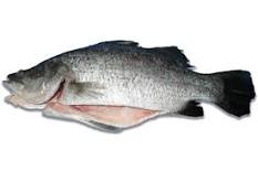 Barramundi 